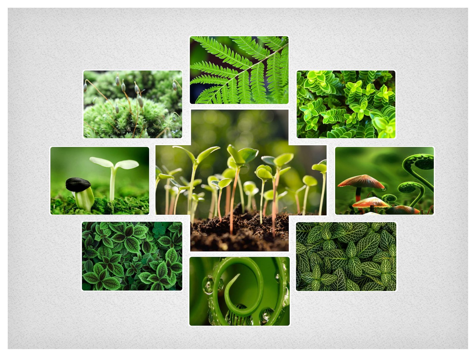 botany-album-12022021-02-1.jpg